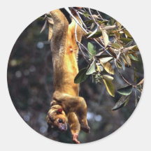 Kinkajou (Potos flavus) Stickers