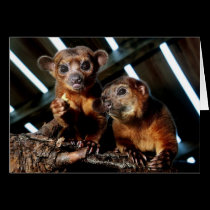 Kinkajous note card cards
