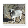 Kirkland, Arizona Fridge Magnet