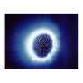 Kirlian Photo of Finger Tip Posters Kirlian Photo of Finger Tip Posters