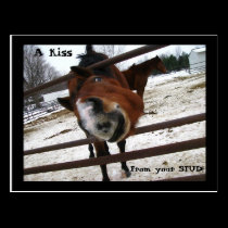 Kiss from your STUD Postcard postcards
