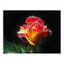 rose, roses, single rose, plant, plants, nature,