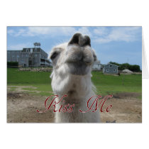 Kiss Me Llama Close-up Cards
