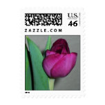 Kiss Me Pink Postage Stamp