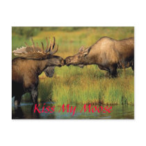kiss my moose, Kiss My Moose postcards by BCONK12 kiss my moose, Kiss My Moose postcards