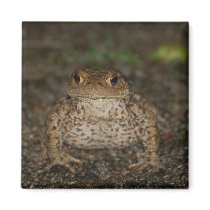 Kiss The Frog Magnet by pulsDesign Kiss The Frog Magnet