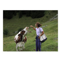 Kissed by a cow posters