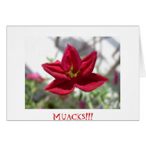 KISSES / BESOS cards by caritojames KISSES / BESOS cards