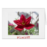 KISSES / BESOS GREETING CARDS
