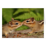 Kissing Baby Chipmunks Card cards