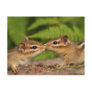 Kissing Baby Chipmunks Post Cards