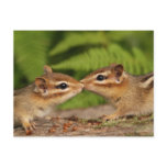 Kissing Baby Chipmunks Post Cards