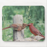 kissing cardinals