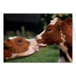 Kissing Cows Card