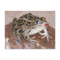 Kissing Frog postcards