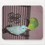 Kissing parrotlets mouse pads