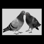 Kissing Pigeons Poster Print
