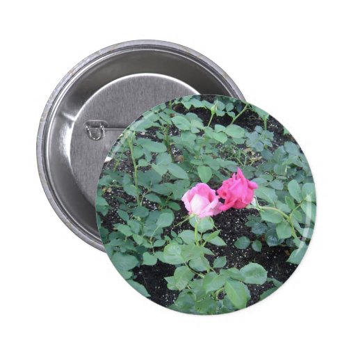 Kissing Roses Buttons