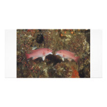 Kissing Sheephead Photo Card