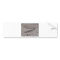 Kissing Squirrels bumper stickers