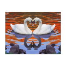 Kissing Swans in Love, Heart Shape Necks Post Card