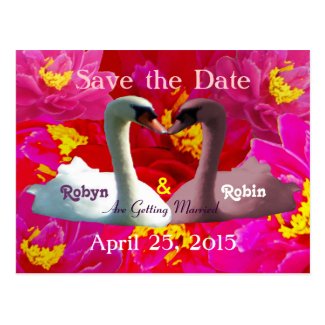 Kissing White & Pink Swans Save the Date Postcard