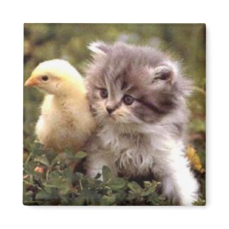 Kitten and Baby Chick magnet