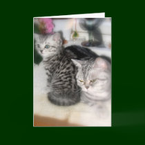 Kitten and mum - greeting card