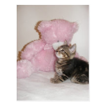 kitten and teddy bear postcards