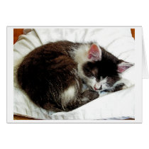 Kitten asleep on White Comforter Cards