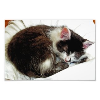 Kitten asleep on White Comforter zazzle_photoenlargement