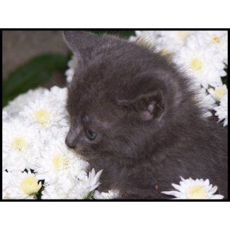 Kitten Bathing in Mums stamp