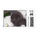 Kitten Bathing in Mums postage