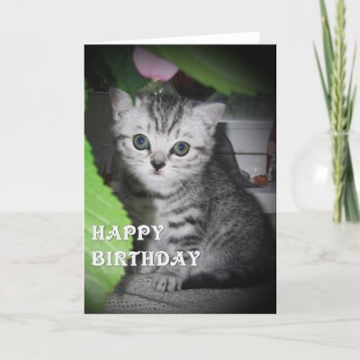 Birthday Cards For Lover. Kitten - Birthday Card by