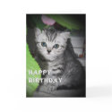 Kitten - Birthday Card by mmersdesign Kitten - Birthday Card