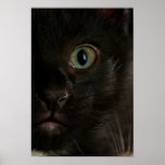 Kitten Black Eye Print