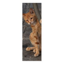 Kitten Bookmark Business Cards