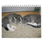 Kitten calendar
