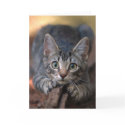 Kitten Card by wildlifehotspots Kitten Card
