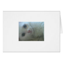Kitten Card