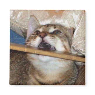 Kitten Chomp Magnet magnet