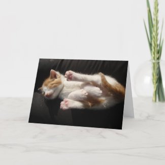 Kitten Cuteness Card card