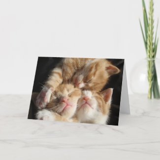 Kitten Cuteness Card card