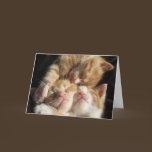 Kitten Cuteness Card cards