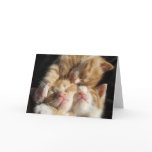 Kitten Cuteness Card