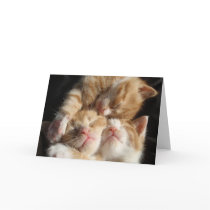 Kitten Cuteness Card
