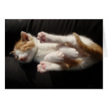 Kitten Cuteness Card