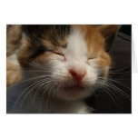 Kitten Cuteness Card