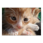 Kitten Cuteness Card