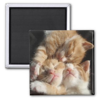 Kitten Cuteness Magnet magnet